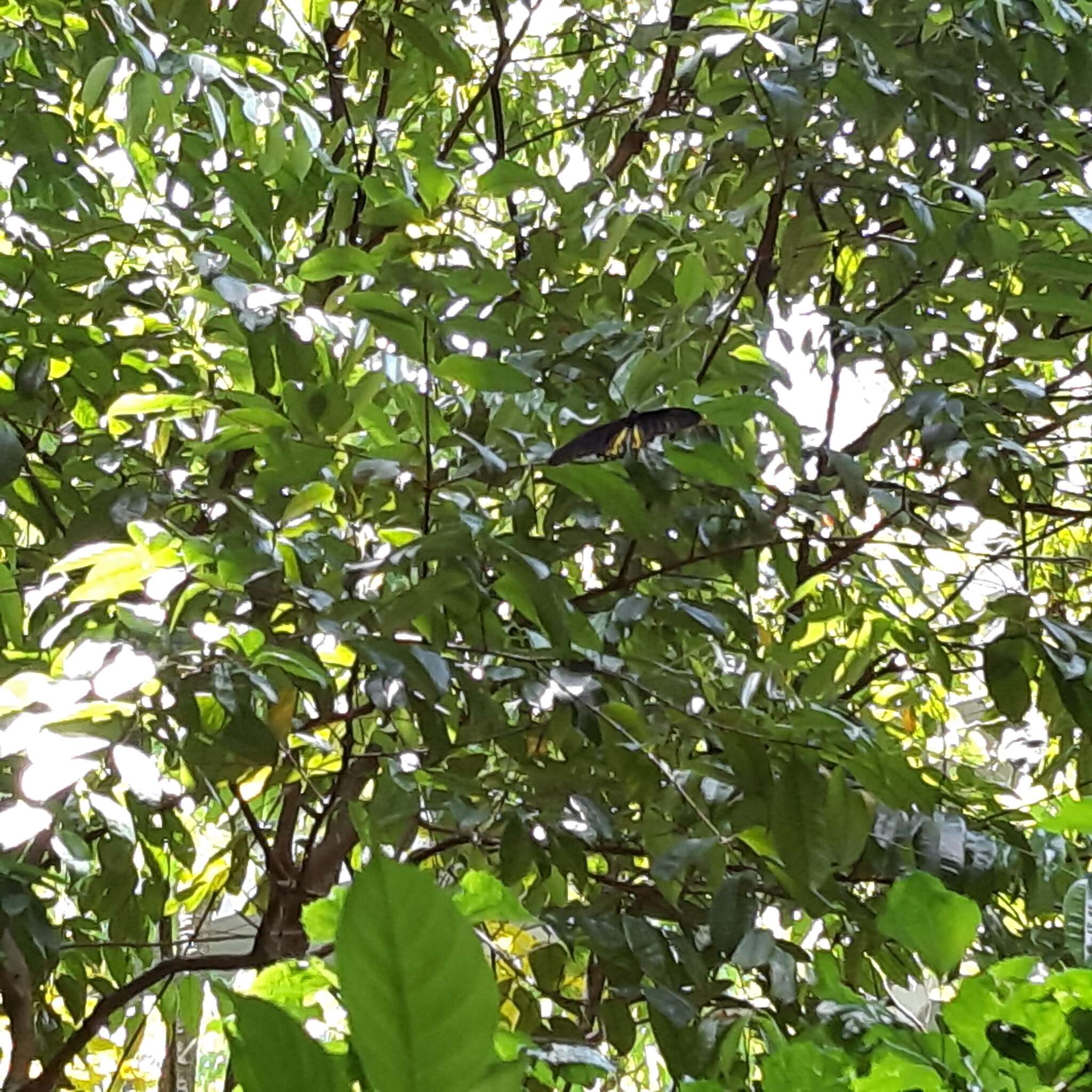 Image of Common birdwing