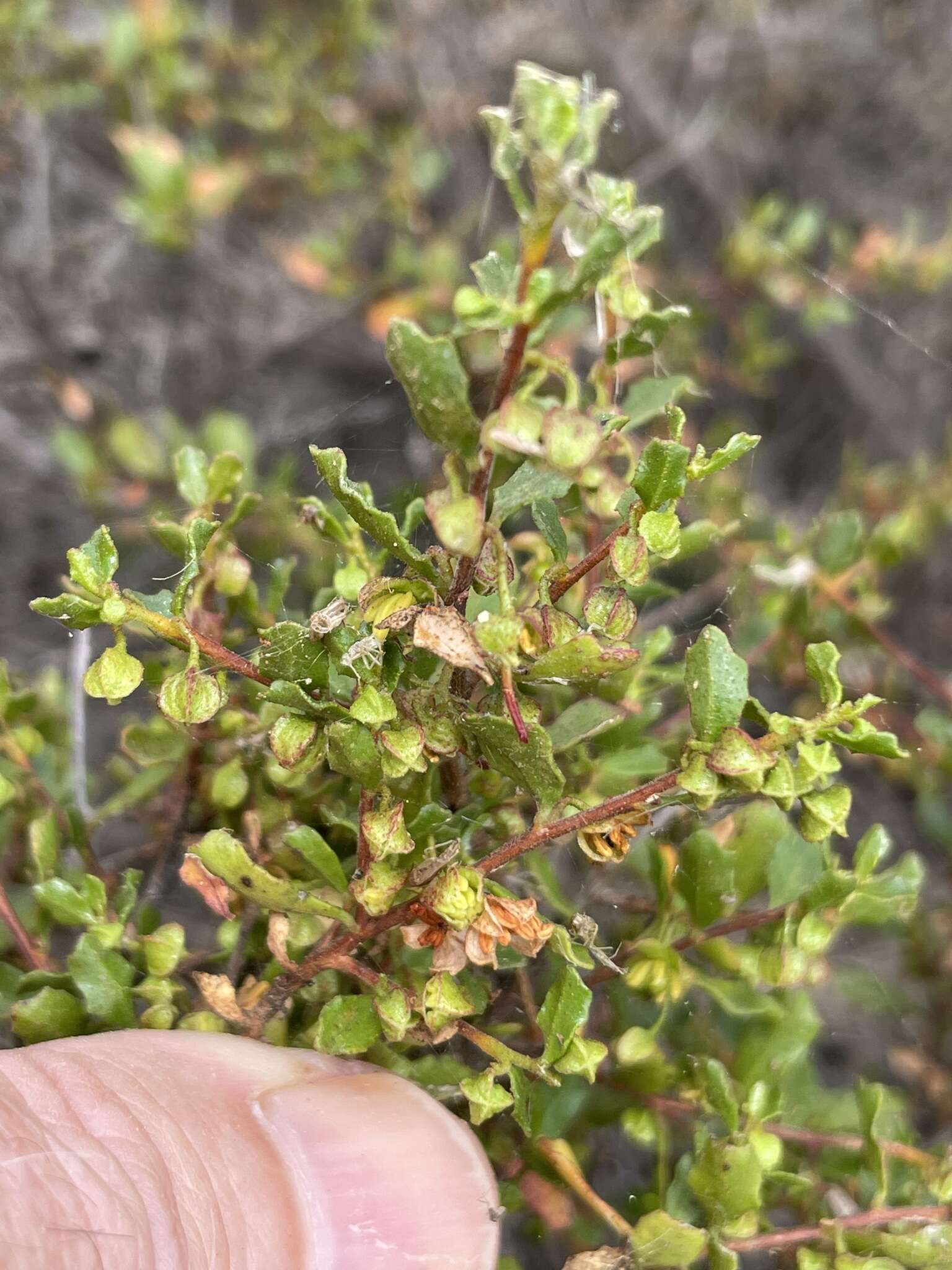 Image of Dodonaea baueri Endl.