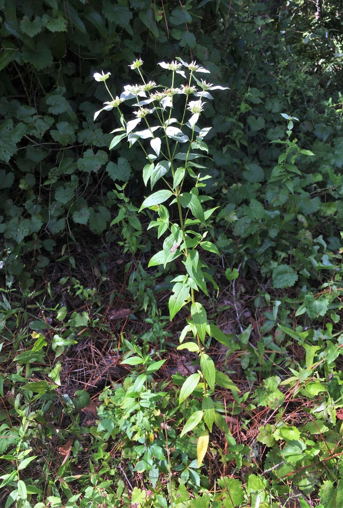 صورة Pycnanthemum floridanum E. Grant & Epling