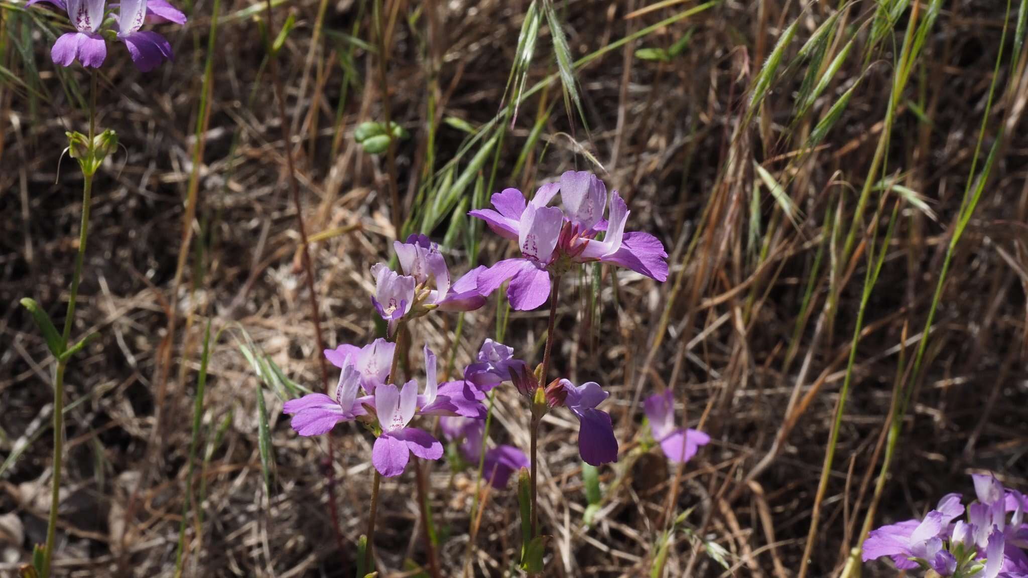 Image de Collinsia concolor Greene.