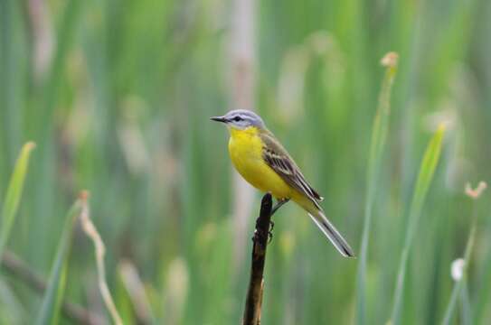 Image of Blueheaded Wagtail