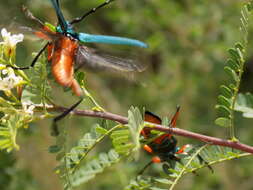 Plinthocoelium suaveolens (Linné 1768)的圖片