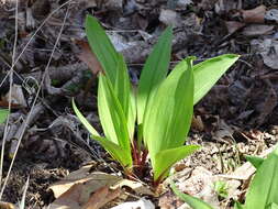 Sivun Allium tricoccum var. tricoccum kuva