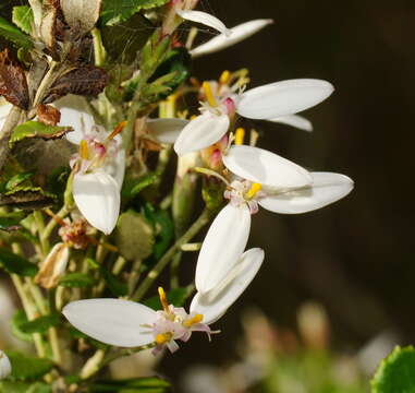 Image of Olearia myrsinoides (Labill.) F. Müll.