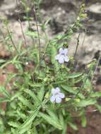 Image of Endostemon tenuiflorus (Benth.) M. R. Ashby