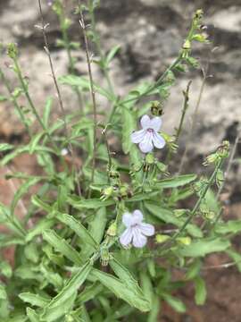 Image of Endostemon tenuiflorus (Benth.) M. R. Ashby