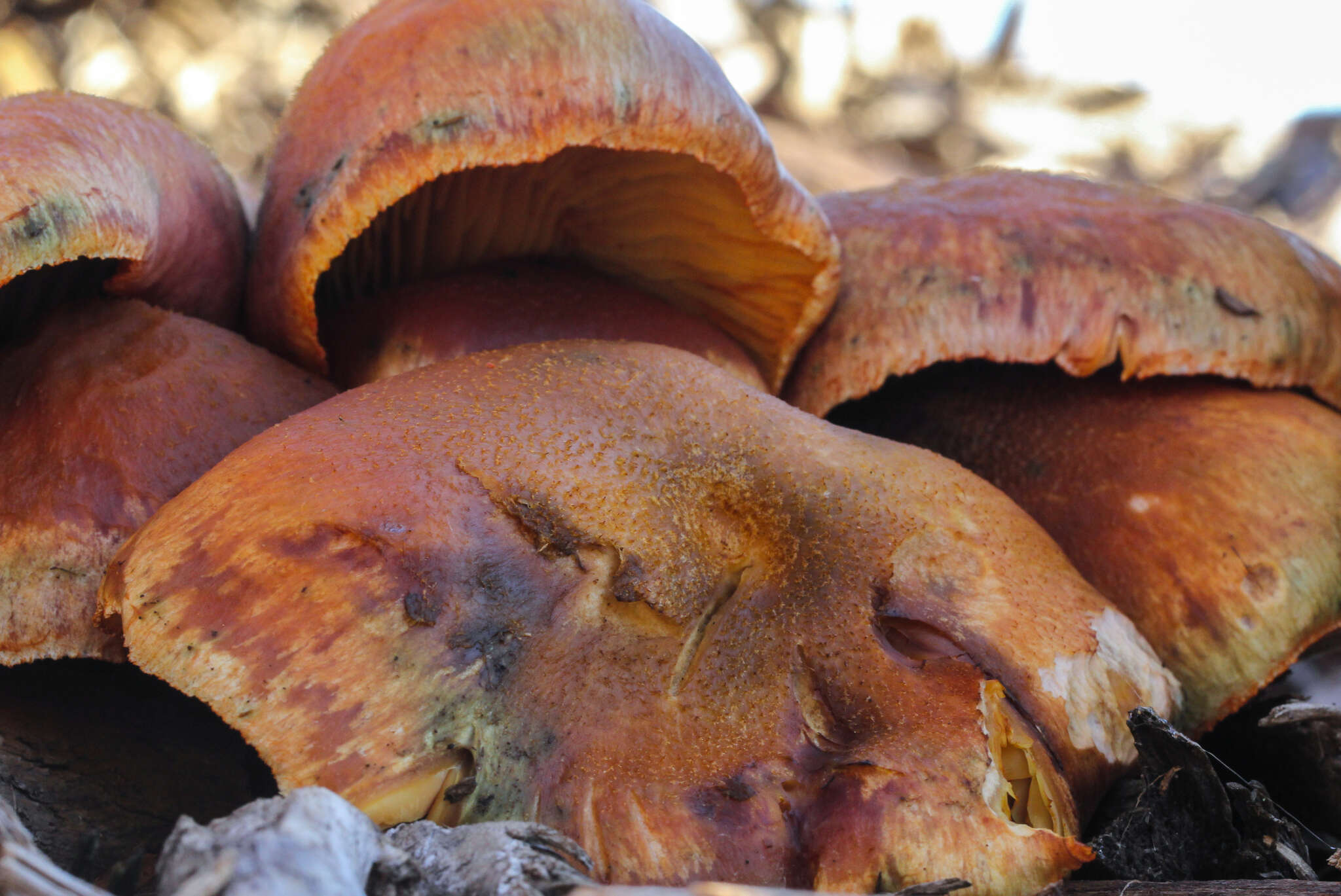 Imagem de Gymnopilus aeruginosus (Peck) Singer 1951