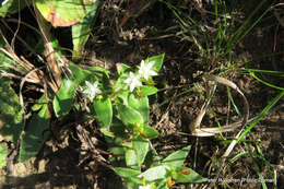 Image of Crassula pellucida subsp. alsinoides (Hook. fil.) Tölken