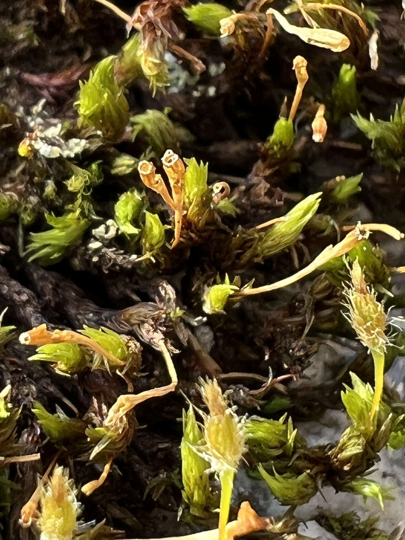 Image of Hutchins' ulota moss