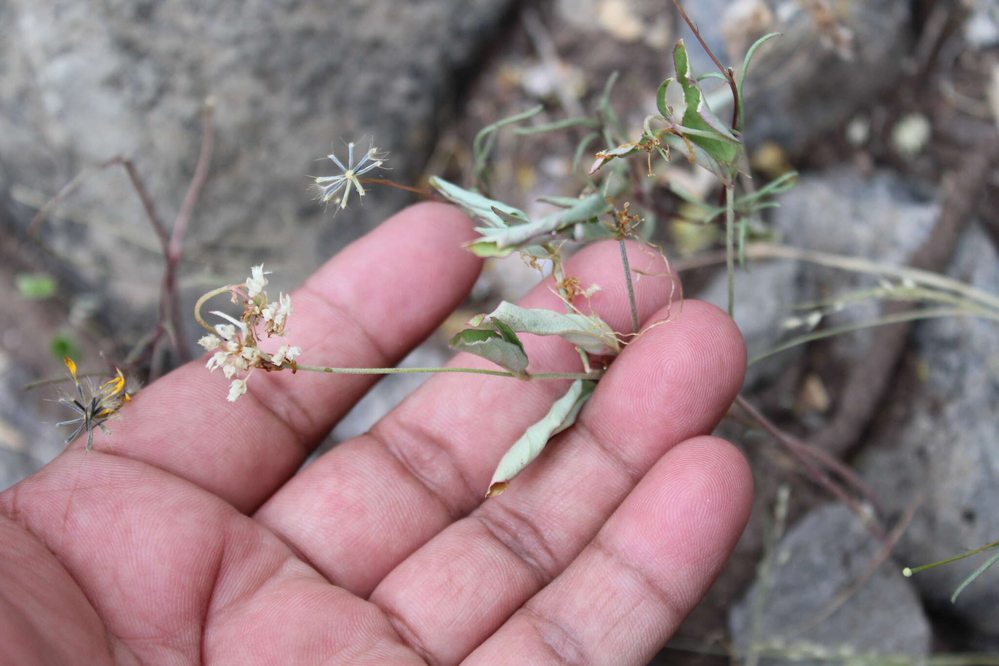 Imagem de Cuscuta tuberculata T. S. Brandegee