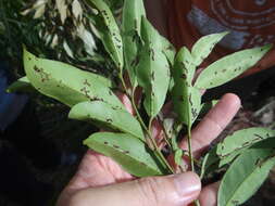 صورة Ilex lonicerifolia var. matsudai (Yamam.) Yamam.