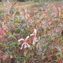 Image of Pelargonium acetosum (L.) L'Herit ex Soland.