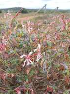 Image of Pelargonium acetosum (L.) L'Herit ex Soland.