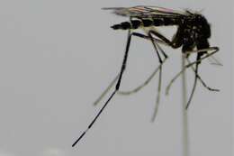 صورة Aedes camptorhynchus (Thomson 1869)