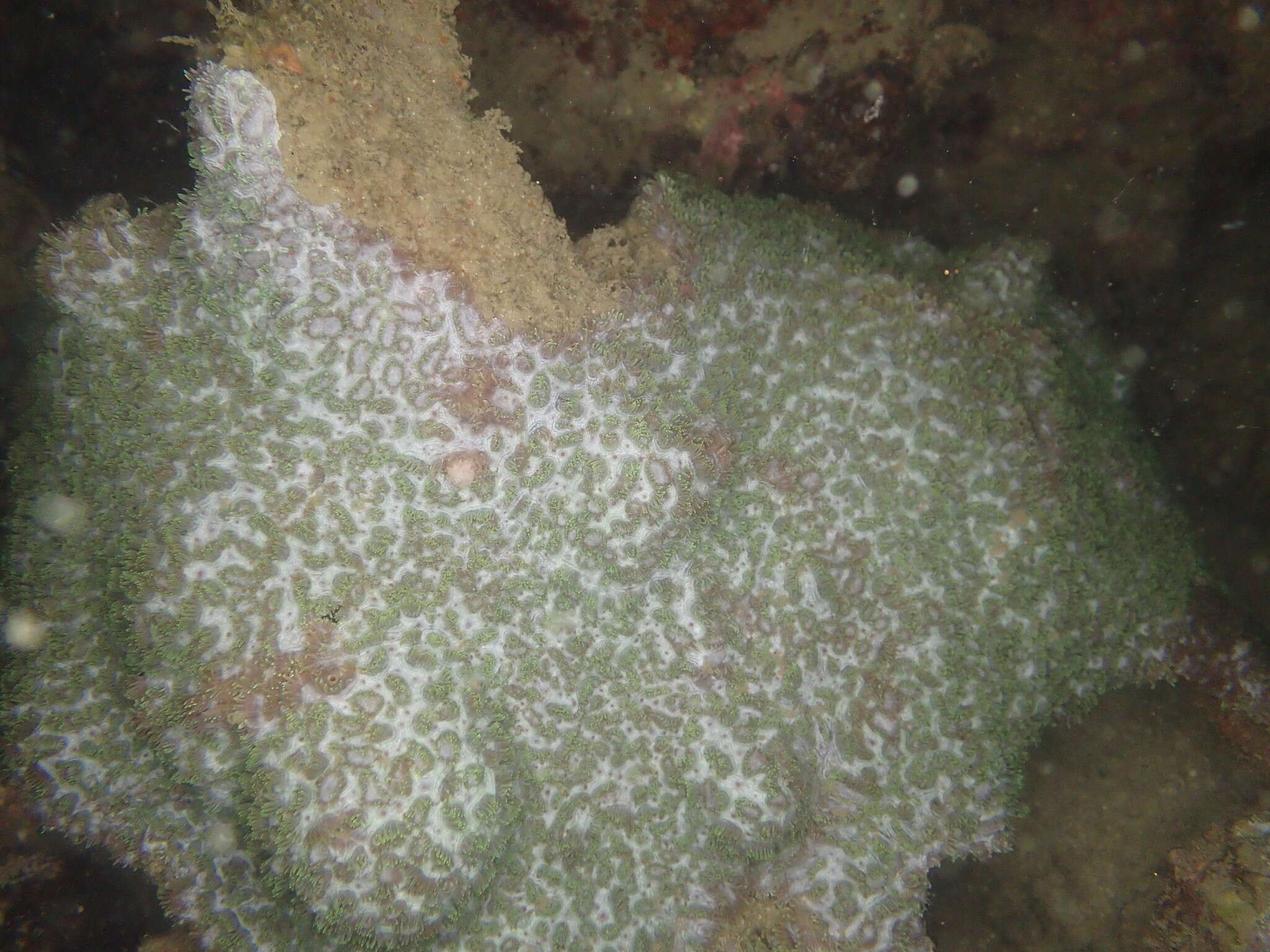 Image of Spine coral