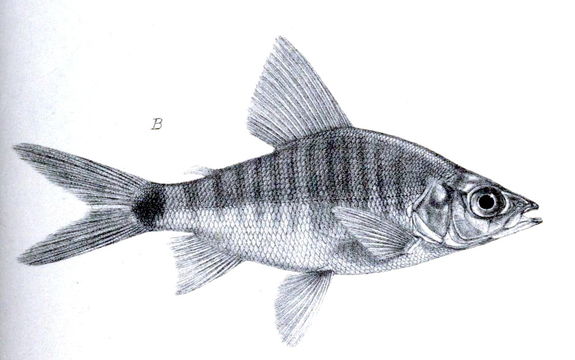Image of <i>Xenocharax spilurus</i> Günther 1867