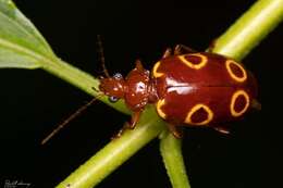 Image of Lebia (Chelonodema) quadriannulata (Bates 1878)