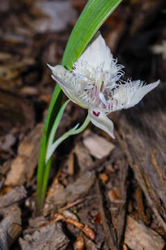 صورة Calochortus westonii Eastw.