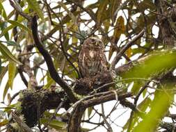 Image of Andean Pygmy Owl