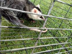 Image of Andean White-eared Opossum