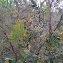 Image of Persoonia glaucescens Schultes & J. H. Schultes
