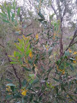 Image of Persoonia glaucescens Schultes & J. H. Schultes