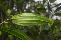 Image of Miconia ciliata (L. Rich.) DC.