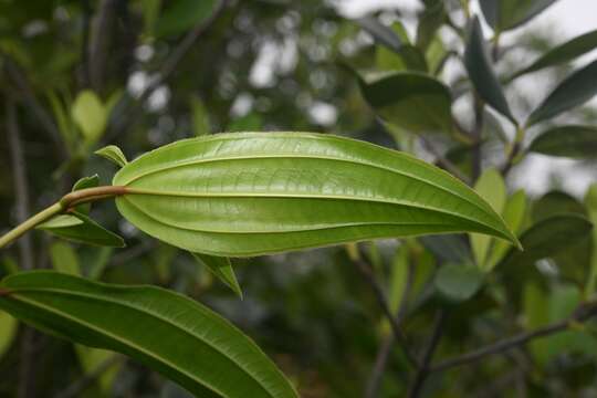 Слика од Miconia ciliata (L. Rich.) DC.