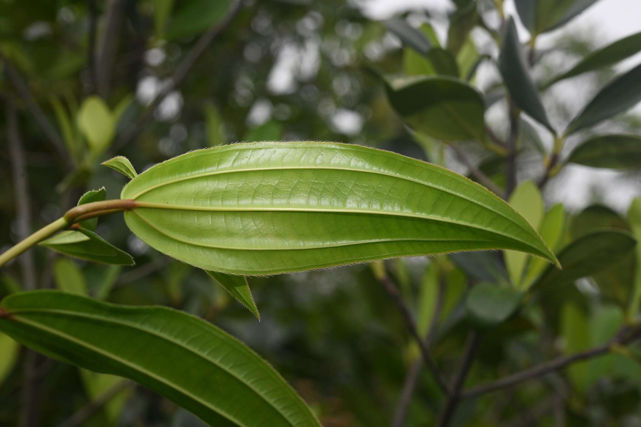 Image of Miconia ciliata (L. Rich.) DC.