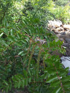 Image of <i>Coriaria <i>arborea</i></i> var. arborea