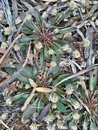 Image of Ptilotus seminudus (J. M. Black) J. M. Black