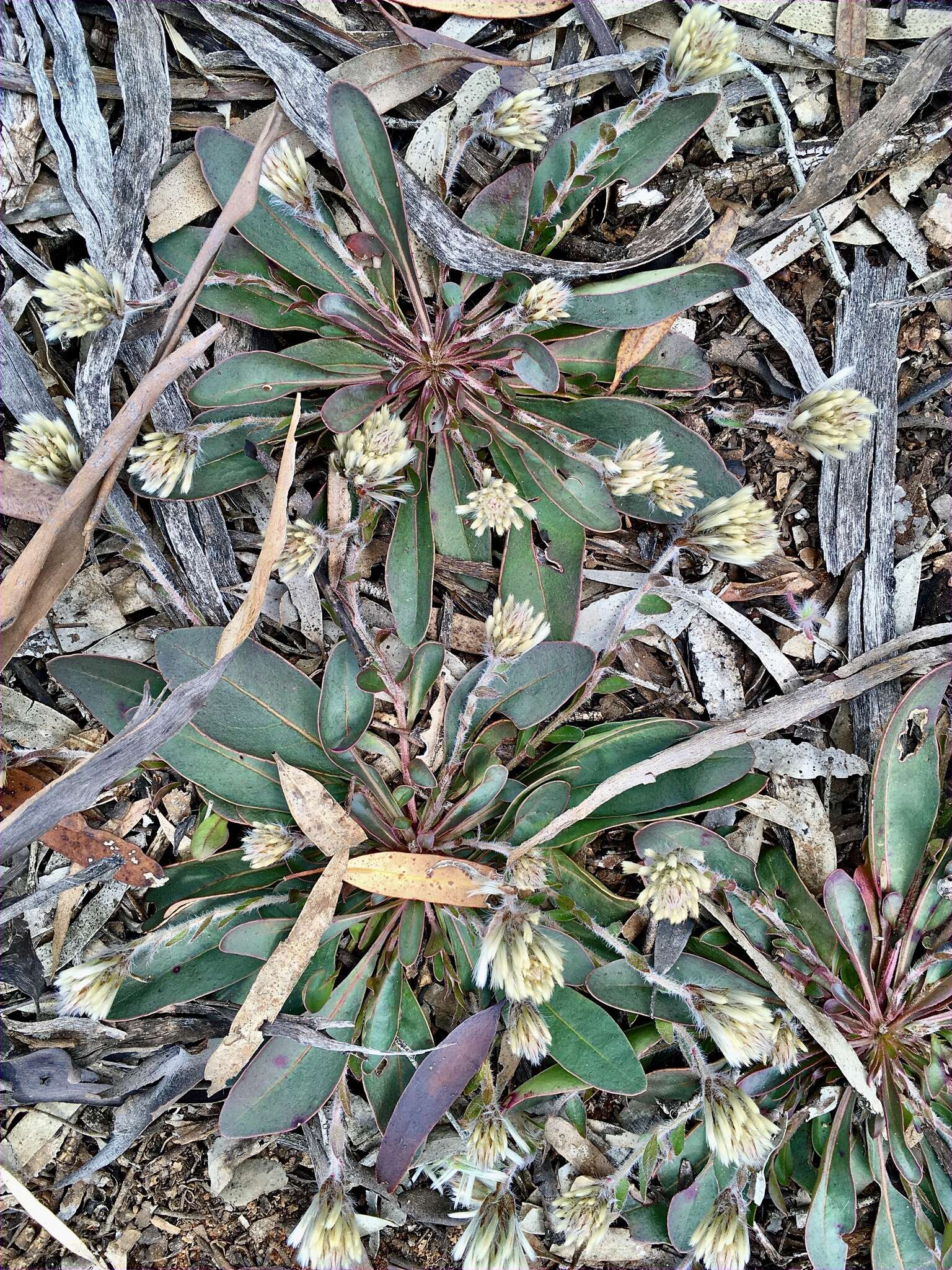 Image de Ptilotus seminudus (J. M. Black) J. M. Black