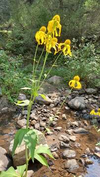 Image of cutleaf coneflower