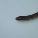 Image of Hallowell's Ground Snake