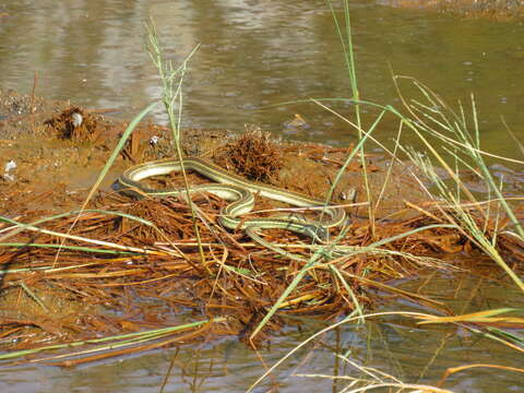 Image of Thamnophis proximus diabolicus Rossman 1963