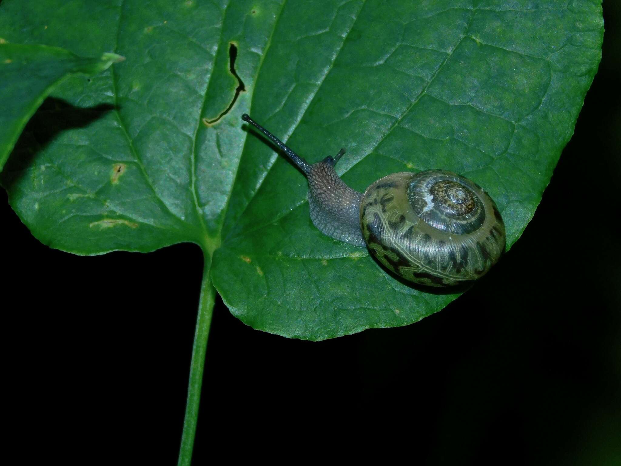 Image of <i>Mesodon normalis</i>