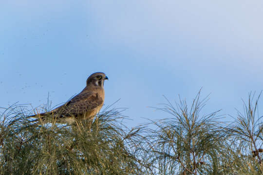 Image of Brown Falcon