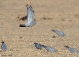 Image de Pigeon d'Eversmann