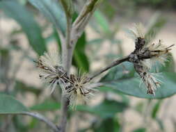 صورة Moquiniastrum polymorphum (Less.) G. Sancho