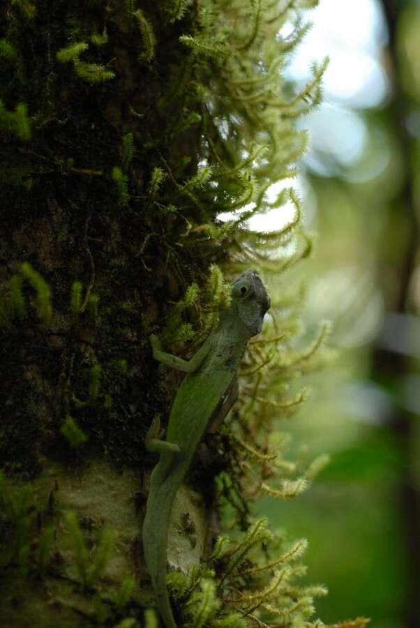 Image of Mayotte Chameleon