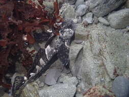 Image of Globe-headed Sculpin