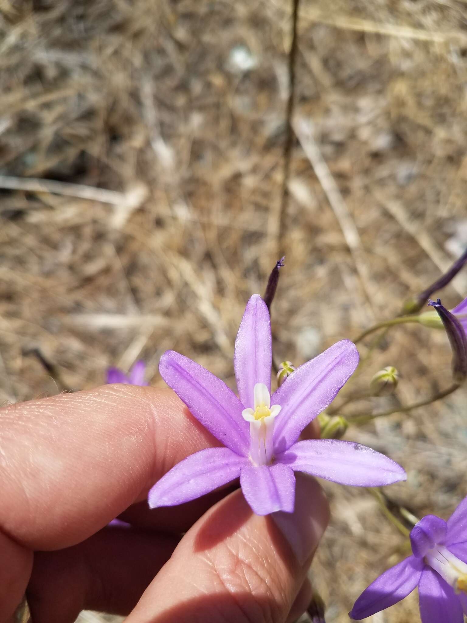 Sivun Brodiaea sierrae R. E. Preston kuva