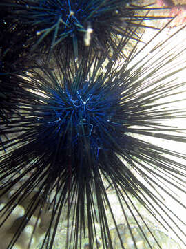 Image of Banded diadem urchin