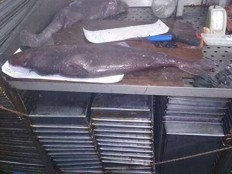 Image of sleeper shark