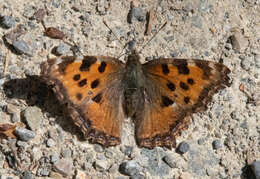 Nymphalis polychloros Linnaeus 1758 resmi