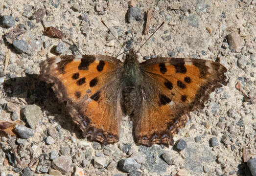 Nymphalis polychloros Linnaeus 1758 resmi