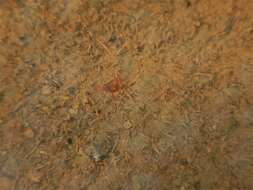 Image of Tubificid worm