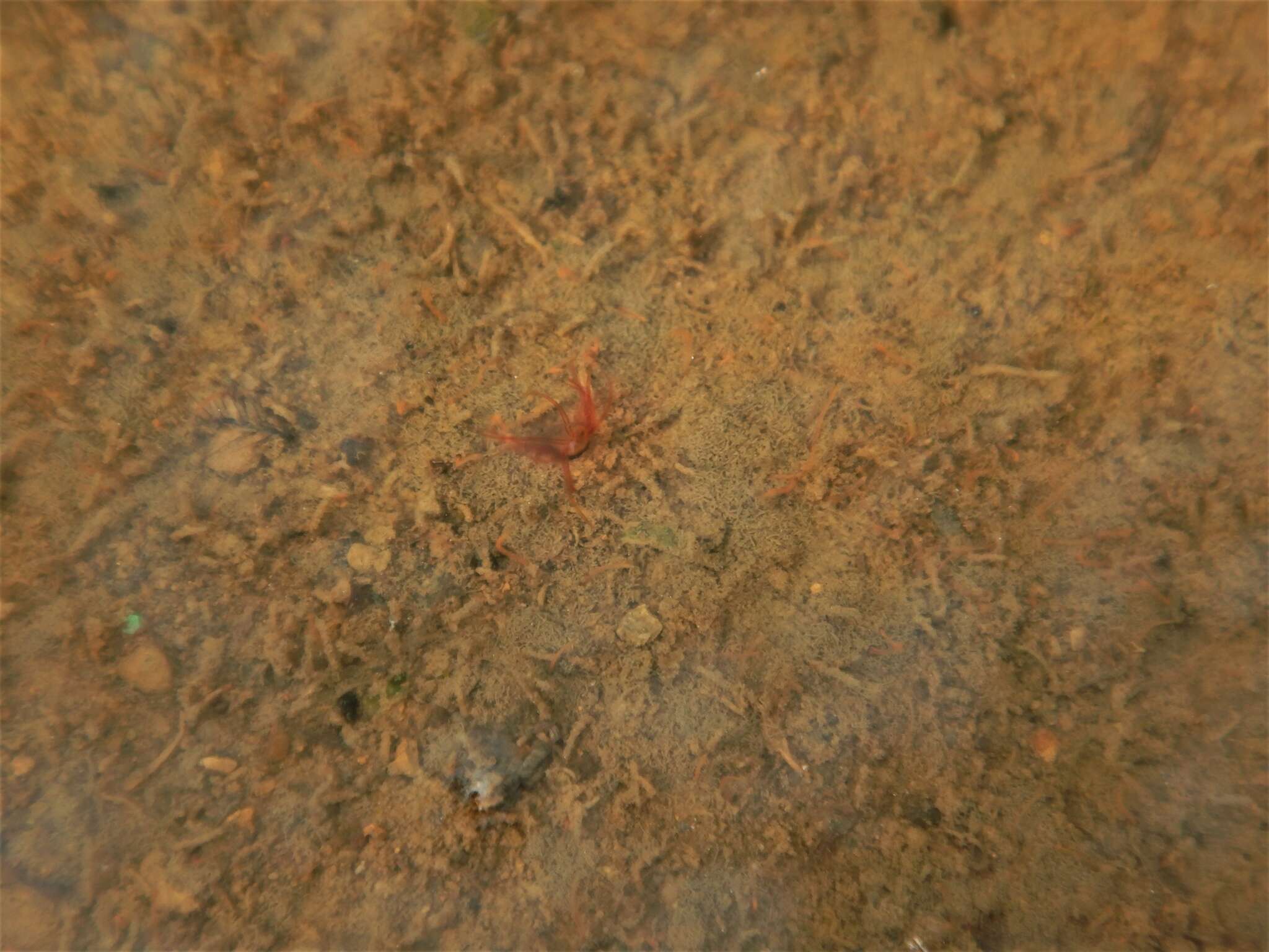 Image of Tubificid worm