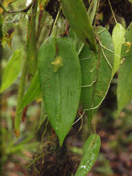 Image of Pleurothallis epiglottis Luer