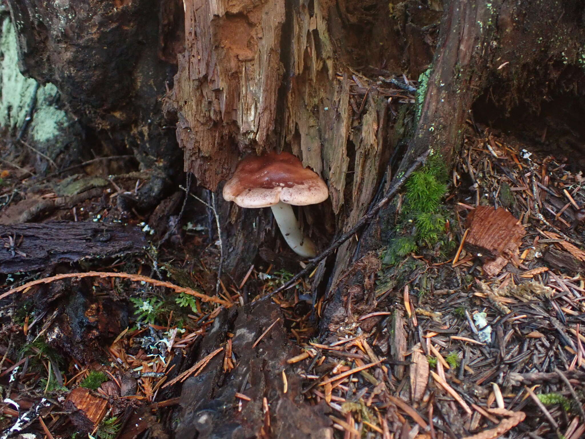 صورة Rhodocollybia oregonensis (A. H. Sm.) Lennox 1979